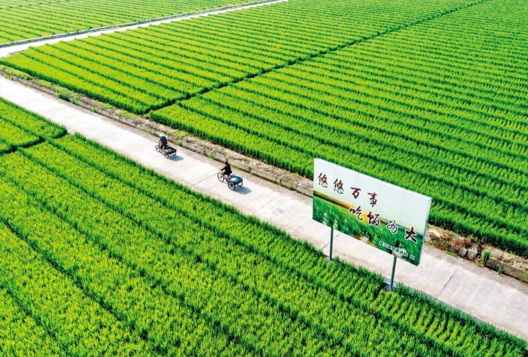 中國(guó)種業(yè)翻身仗 企業(yè)、育種與種子的三重挑戰(zhàn)