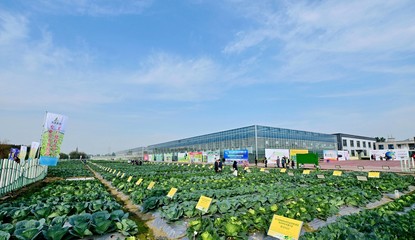 菜博會(huì)揭幕，中國(guó)南方蔬菜種業(yè)創(chuàng)新中心亮相，引領(lǐng)“菜立方”時(shí)代