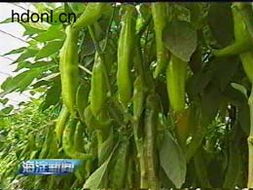 中蔬籽種依靠自主研發(fā)打造種業(yè)精品 種業(yè)